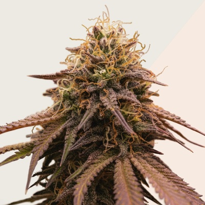 Kera Seeds American Stafford semienka neobsahujú THC 10 ks