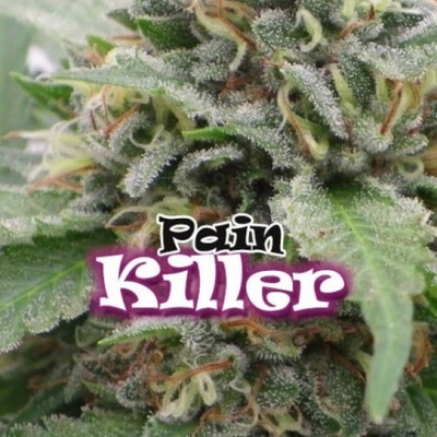 Dr. Underground Painkiller semena neobsahují THC 4 ks
