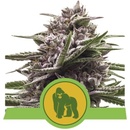 Royal Queen Seeds Royal Gorilla semena neobsahují THC 3 ks