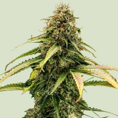 Royal Queen Seeds Epsilon F1 AUTO semena neobsahují THC 3 ks
