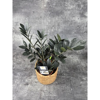 Zamioculcas Raven 14 cm