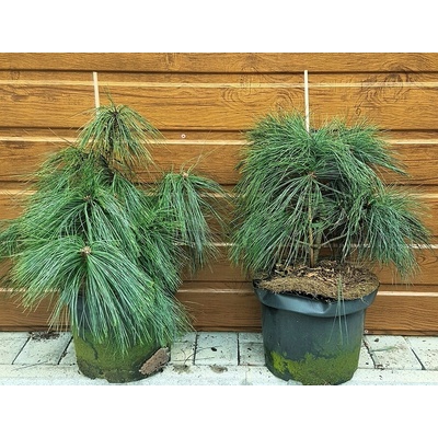 Borovica himalájska (Pinus wallichiana ´Umbraculifera´) veľkosť 35-45cm