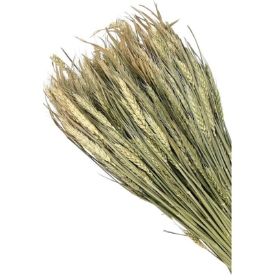 Sušené triticum natural 500 g