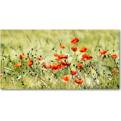 Fotoobraz na skle maky 100x50 cm