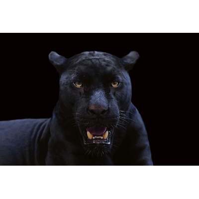 DIMEX ART Флизелинов фототапет черна пантера 375 x 250 см