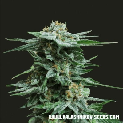 Kalashnikov Seeds AK Kush semena neobsahují THC 3 ks