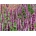 Agastache Beelicious Pink