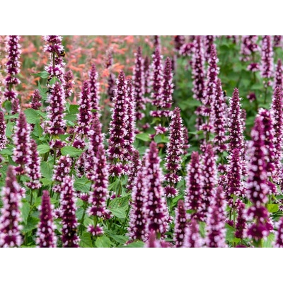 Agastache Beelicious Pink
