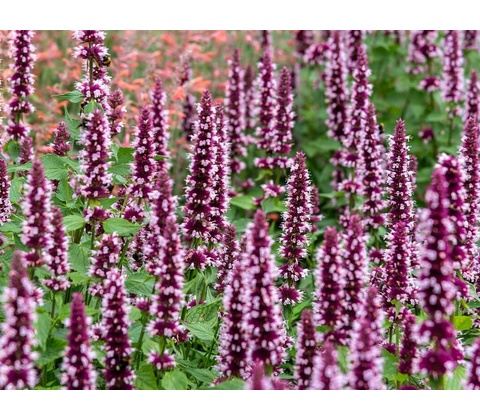 Agastache Beelicious Pink