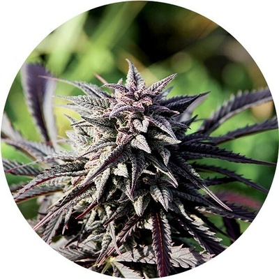 Top Tao Seeds Tao Purple regular semienka neobsahujú THC 10 ks