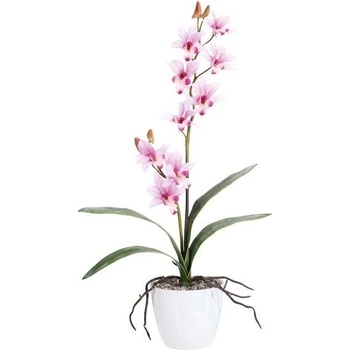 Gasper Orchidej Dendrobie Gasper (bez.květináče), růžová, 2 stonky, 60 cm (103300-10)