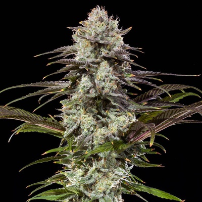 Barney´s Farm London Pound Cake F1 Hybrid semena neobsahují THC 3 ks
