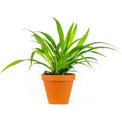 Gardners Chlorophytum Lemon, průměr 12 cm Chlorofytum, Zelenec, Zelenec zlatolistý