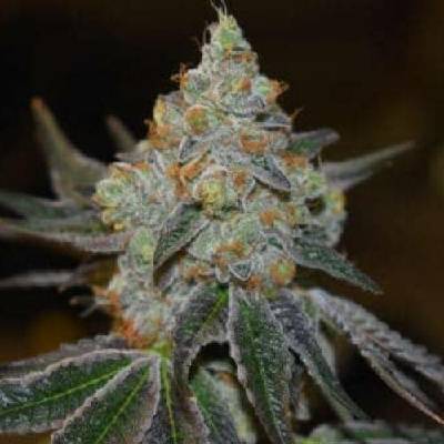 Expert Seeds Afghan Skunk semena neobsahují THC 3 ks