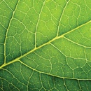 PAW servítky leaf close up 33X33cm