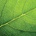 PAW servítky leaf close up 33X33cm