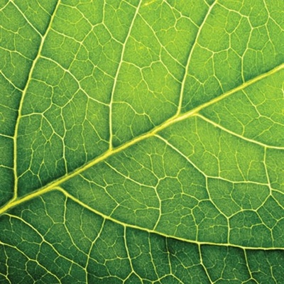 PAW servítky leaf close up 33X33cm