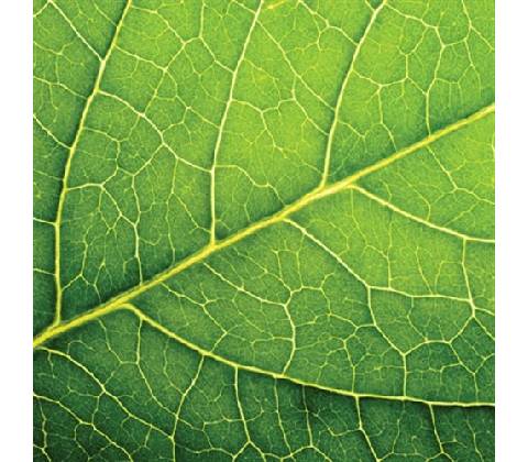 PAW servítky leaf close up 33X33cm