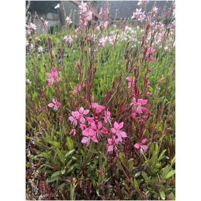 Gaura lindheimeri TUTTI FRUTTI - svíčkovec
