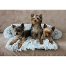 Petsofa pelech