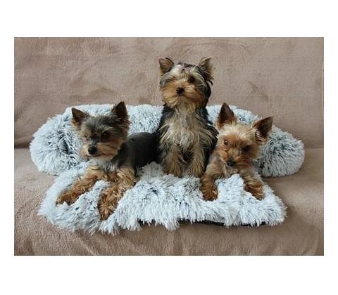Petsofa pelech