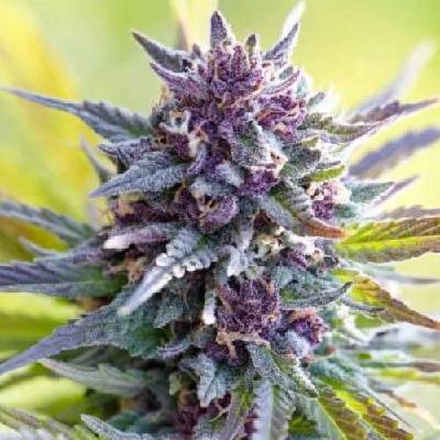 PowerStrains Grandaddy Purple semena neobsahují THC 5 ks