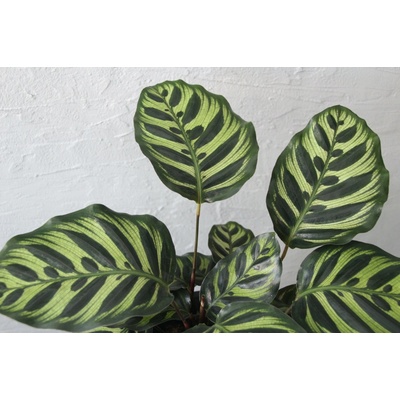 Calathea makoyana