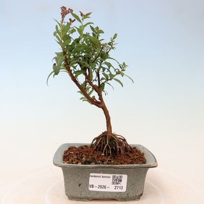 e-bonsai Venkovní bonsai - tavolník japonský - Spirea japonica Anthony Waterer