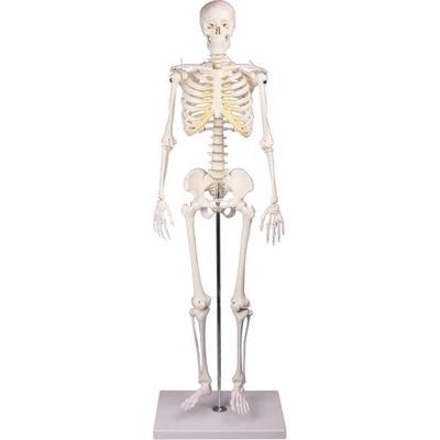 Kostra člověka Tom 80 cm – Zboží Dáma