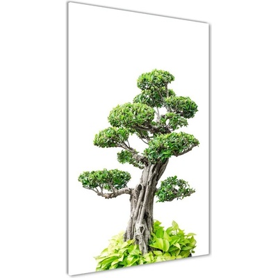 Vertikálny foto obraz sklo tvrdené Bonsai 50x100 cm