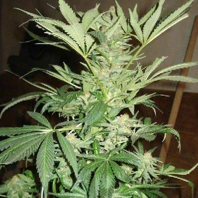Nirvana White Rhino semena neobsahují THC 10 ks