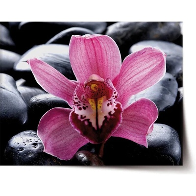 Sablio Plagát Ružová orchidea - 90x60 cm
