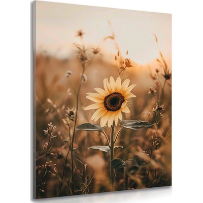 Obraz slunečnice při západu slunce - 40x60