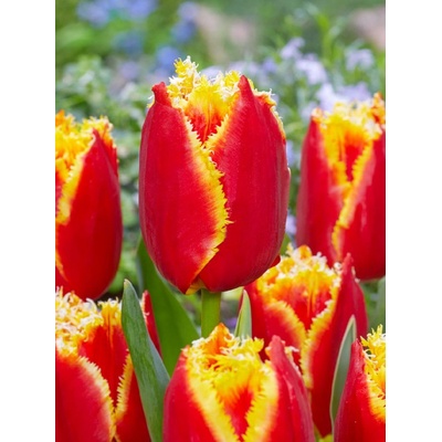 DAVENPORT - ČERVENO ŽLUTÝ TULIPÁN Množství cibulek v jednom balení: 5 ks – Sleviste.cz