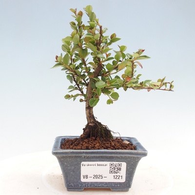 e-bonsai Venkovní bonsai - Cotoneaster horizontalis - Skalník