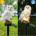Сolar lamp Owl Соларна лампа за градина Сова - Сolar lamp Owl (SN8744687446)
