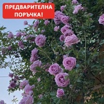 Van De Laak® Катерлива Роза Indigoletta® - (Azubis)