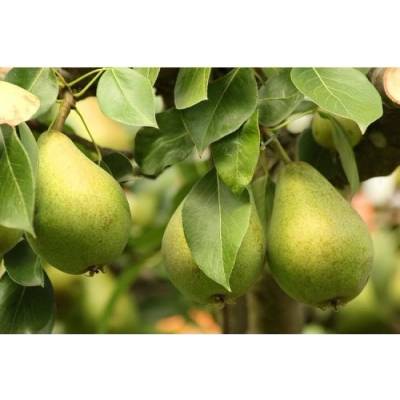 Hruška obyčajná (Pyrus Communis) ´MOSCATELLA´ - zelená letná, výška 230-260 cm, obvod kmeňa 6/8 cm, kont. C6L