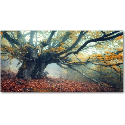 Foto obraz akrylový Starý strom 100x50 cm