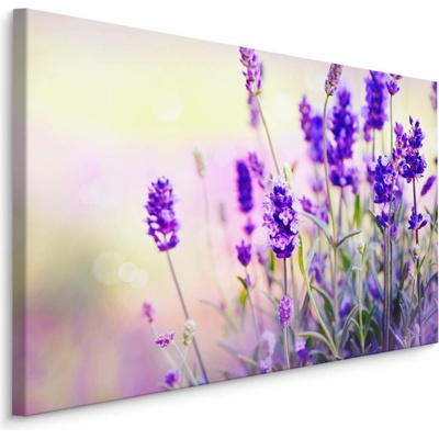Plátno Jemná Levandule Varianta: 70x50