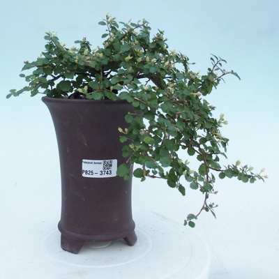 e-bonsai Pokojová bonsai - Grewia sp. - Grewie malolistá