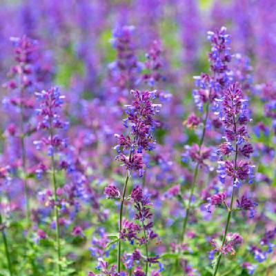Naturální voda Šanta kočičí Napeta cataria 1 l