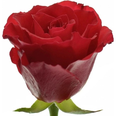 Červená růže RED CALYPSO 70 cm (M)