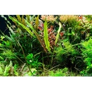 Cryptocoryne albida