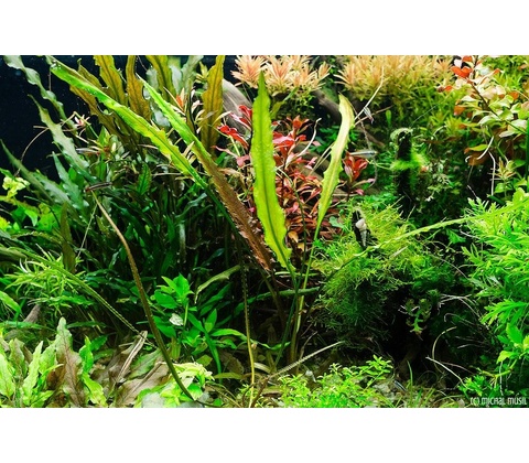 Cryptocoryne albida