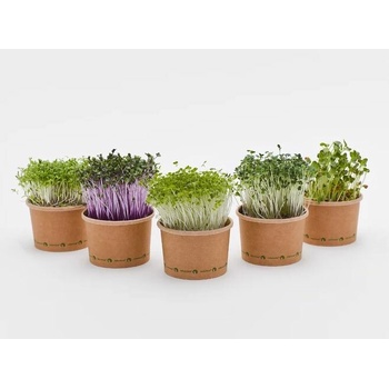TINY GREENS Žerucha - BIO semienka na klíčenie a microgreens