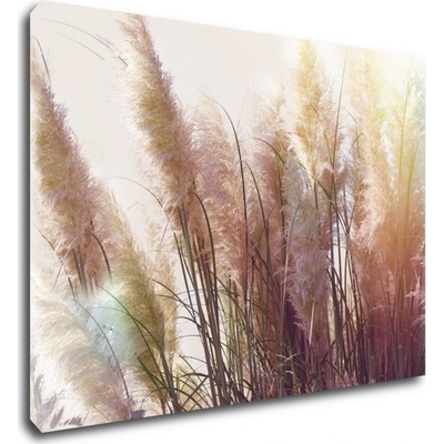 Impresi Obraz Suchá tráva - 70 x 50 cm