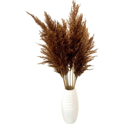 Sušená pampová tráva (pampas) hnědá 10ks, 50-60cm