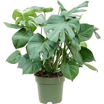 philodendron rambo Philodendron erubescens 'Red Emerald'