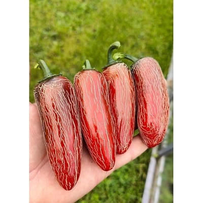 Jalapeno Senorita – Zbozi.Blesk.cz